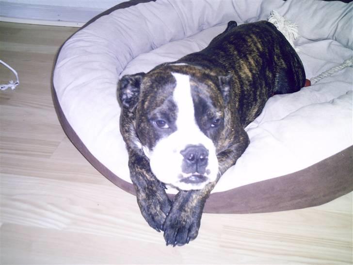 Olde english bulldogge *OSCAR* billede 14