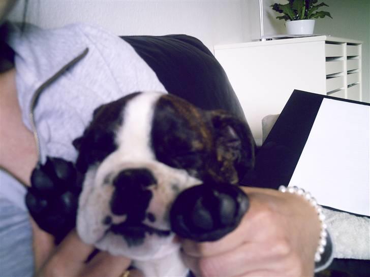 Olde english bulldogge *OSCAR* billede 15