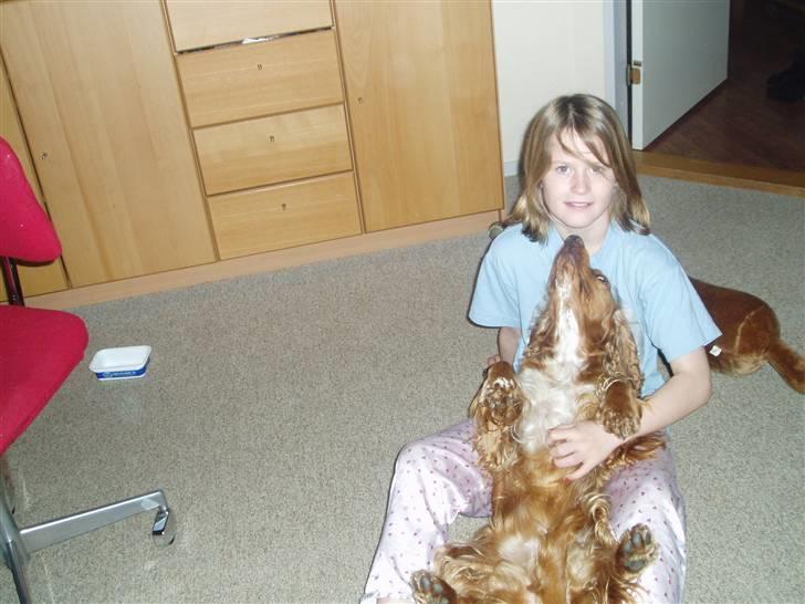 Cocker spaniel Sisse  billede 1