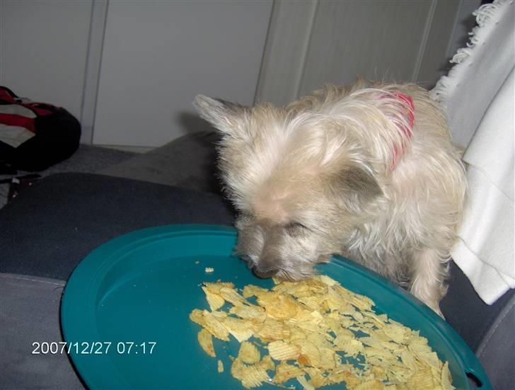 Cairn terrier mille - nam nam...!! chipsss!..... billede 7