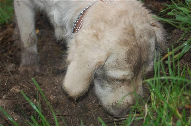 Golden retriever Mischa - Mischa er god til at grave huller billede 6
