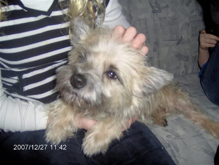 Cairn terrier mille - aaarh lige der..jaa lige der aaarh!! billede 8