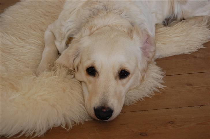 Golden retriever Mischa - Doven.. billede 7