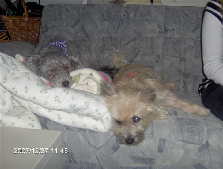 Cairn terrier mille - min bedste veninde carrie og jeg slapper rigtigt af! billede 9