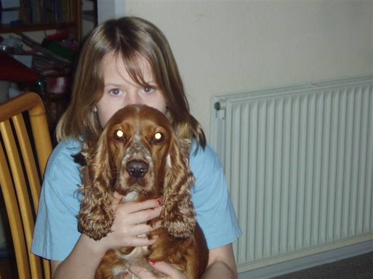 Cocker spaniel Sisse  - smil...... billede 2