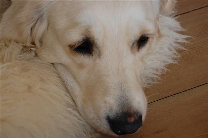 Golden retriever Mischa billede 8