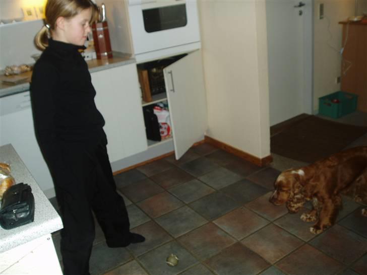 Cocker spaniel Sisse  - skal vi spille boldt billede 3