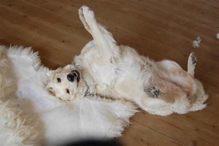 Golden retriever Mischa billede 9