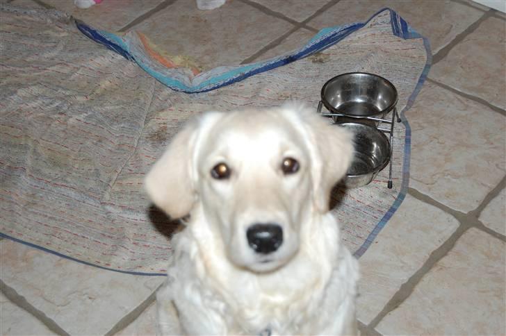 Golden retriever Mischa billede 10