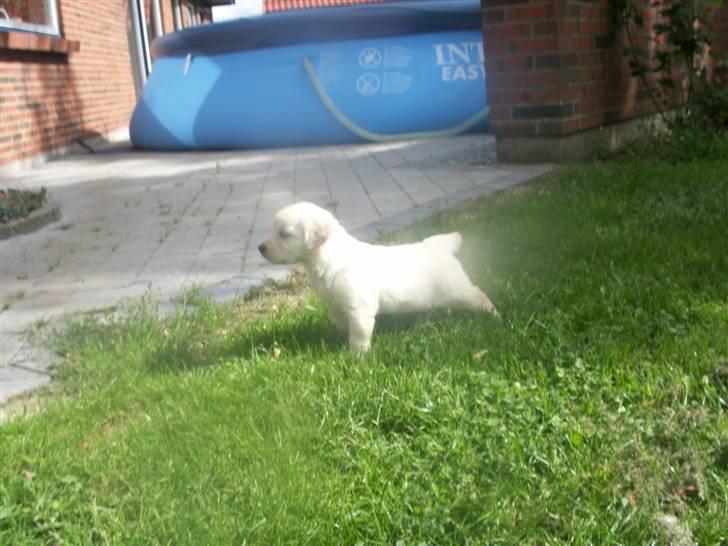 Golden retriever Mischa billede 11