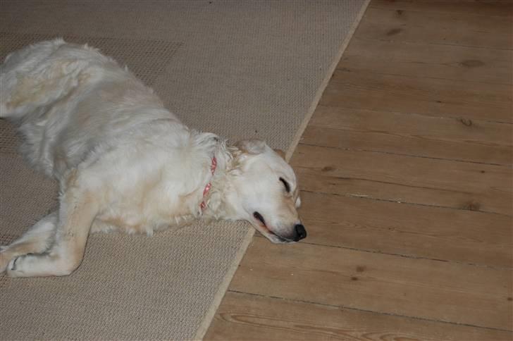 Golden retriever Mischa billede 12