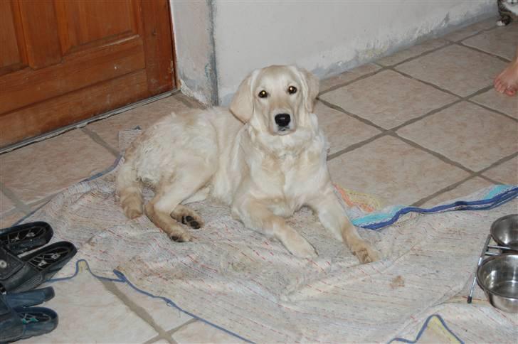 Golden retriever Mischa billede 13