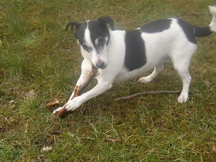 Jack russell terrier Funny R.I.P - r.i.p er her desvære ikke mere døde i maj :O( billede 1
