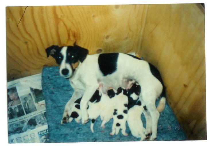 Jack russell terrier Funny R.I.P billede 2