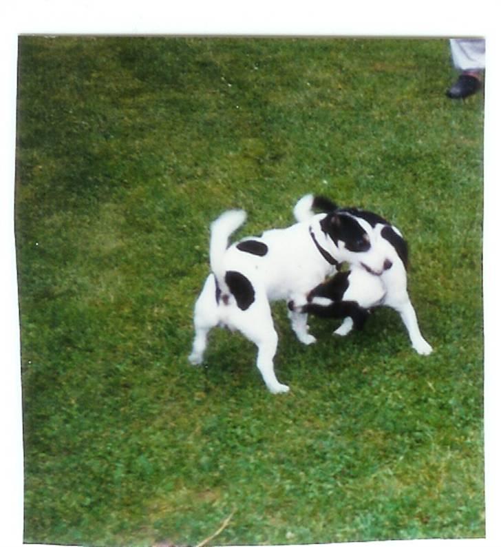 Jack russell terrier Funny R.I.P billede 3