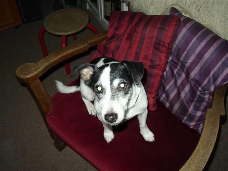 Jack russell terrier Funny R.I.P billede 4
