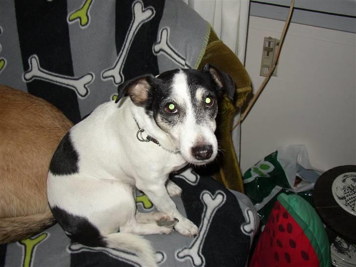 Jack russell terrier Funny R.I.P billede 5