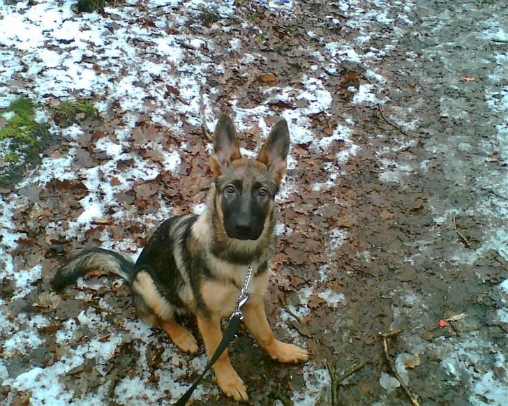 Schæferhund Thia's Best Kiara (Kia) - (Kia 18 uger og 3 dage) Sagde du skovtrold?  billede 14