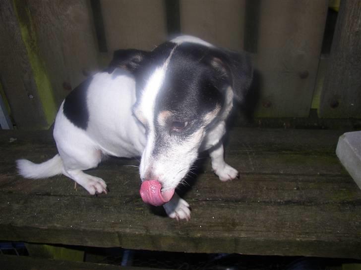 Jack russell terrier Funny R.I.P billede 6