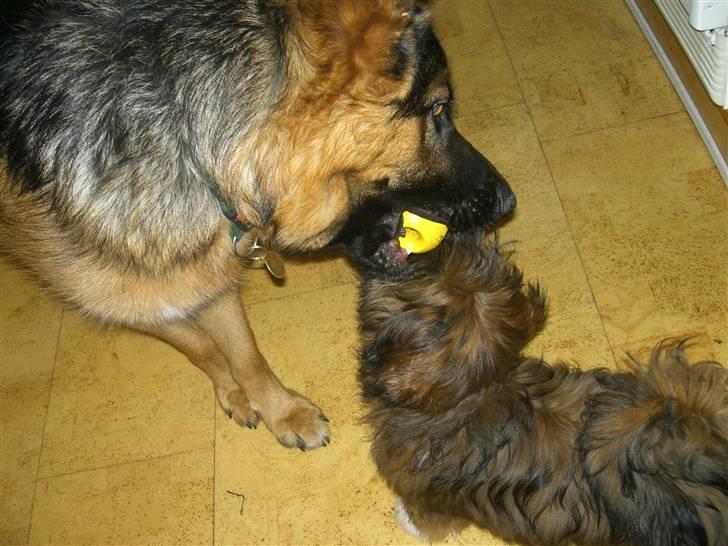 Lhasa apso Otto Fabricius Leisner billede 12