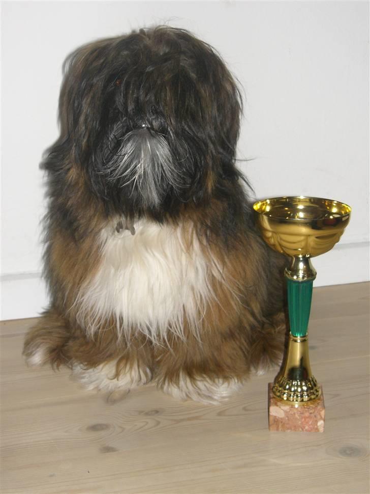 Lhasa apso Otto Fabricius Leisner billede 15