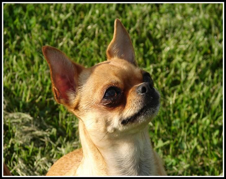 Chihuahua **Bertha** billede 2