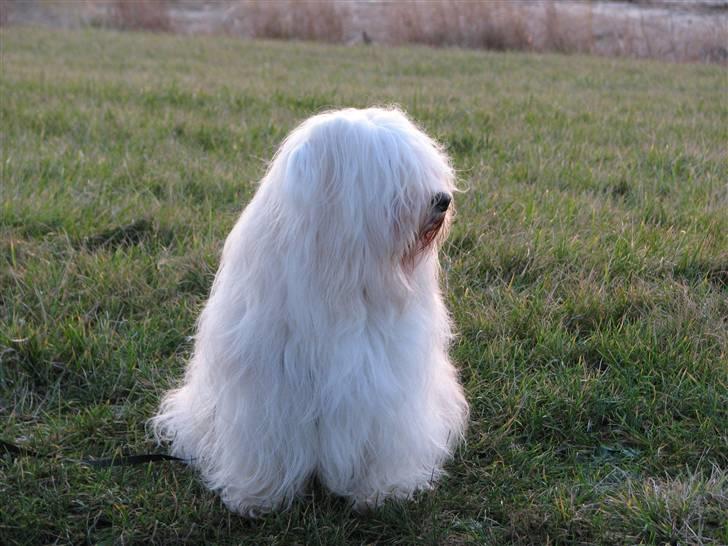 Bichon havanais Bubber - Bubber danner sig lige et overblik. billede 14