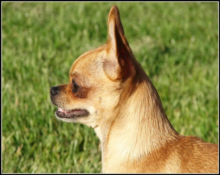 Chihuahua **Bertha** billede 5