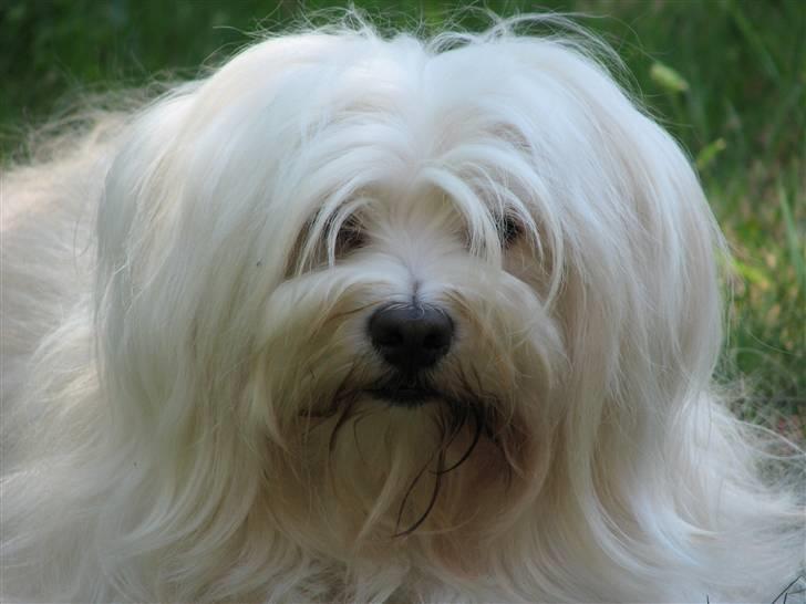 Bichon havanais Bubber - Charme, selvtillid og lækkert hår - det må jo være mig.  billede 17