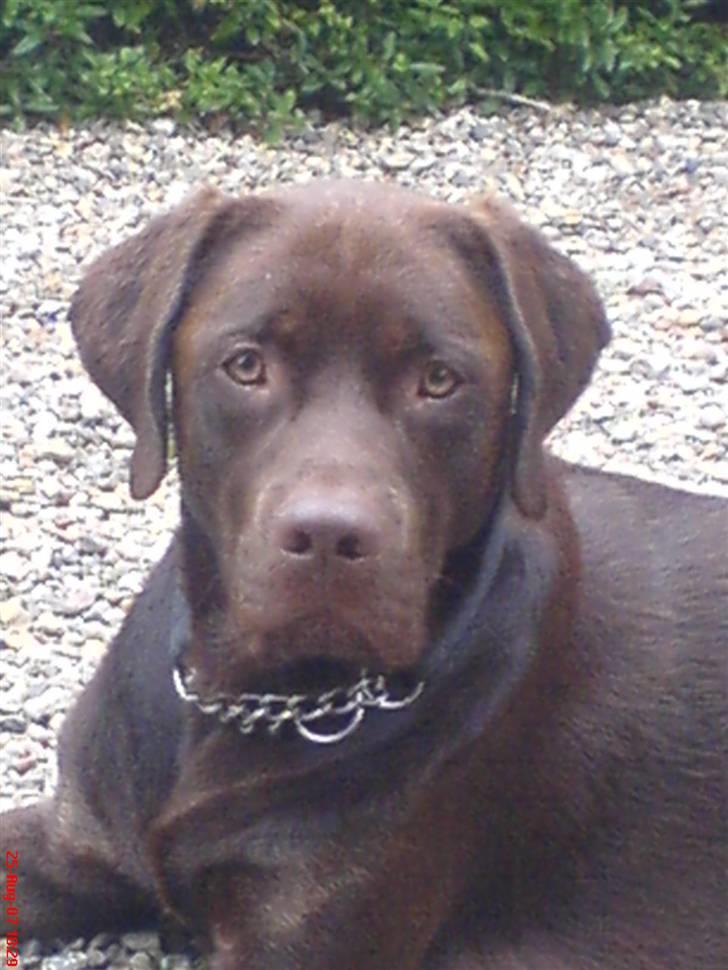 Labrador retriever Mads *død* - mads  billede 20
