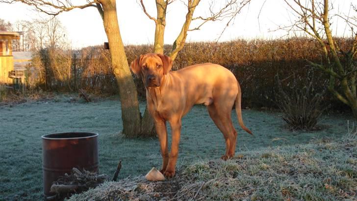 Rhodesian ridgeback Hazinas 4th Ajabu - Gaius billede 8