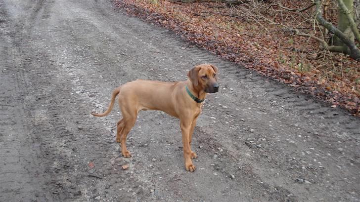 Rhodesian ridgeback Hazinas 4th Ajabu - Gaius billede 9