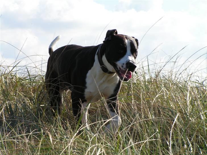 Blanding af racer Holger Flapøre billede 12