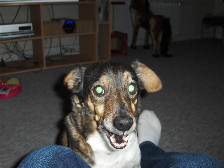 Dansk svensk gaardhund Olsen "aflivet" ;( - er han ikk bare dejlig, og skøn?????    (DER KOMMER FLERE BILLEDER) billede 1