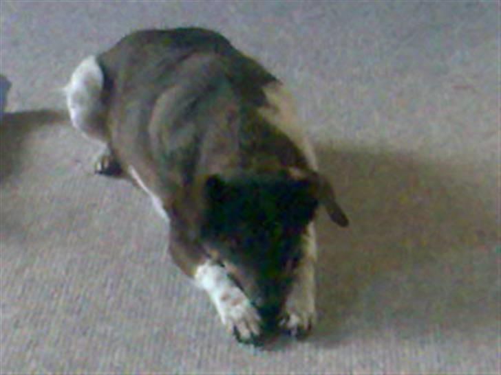 Dansk svensk gaardhund Olsen "aflivet" ;( - her ligger han på gulvet, fordi vores mindste hund Tippi har jaget den væk fra sofaen!  billede 2