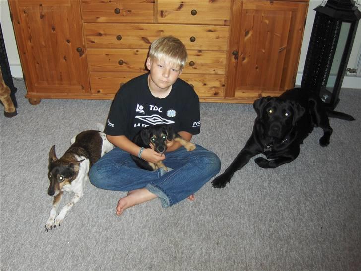 Dansk svensk gaardhund Olsen "aflivet" ;( - her sidder min lille bror med alle vores hunde! den sorte labrador hedder bamse, den lille han sider med hedder Tippe og så kommer Olsen!  billede 3
