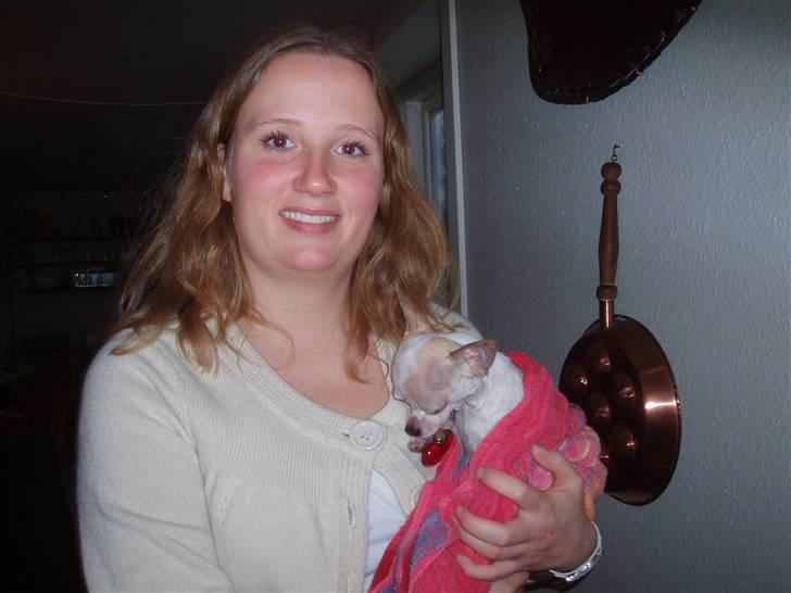 Chihuahua Tigo - Lige et julebad. billede 15