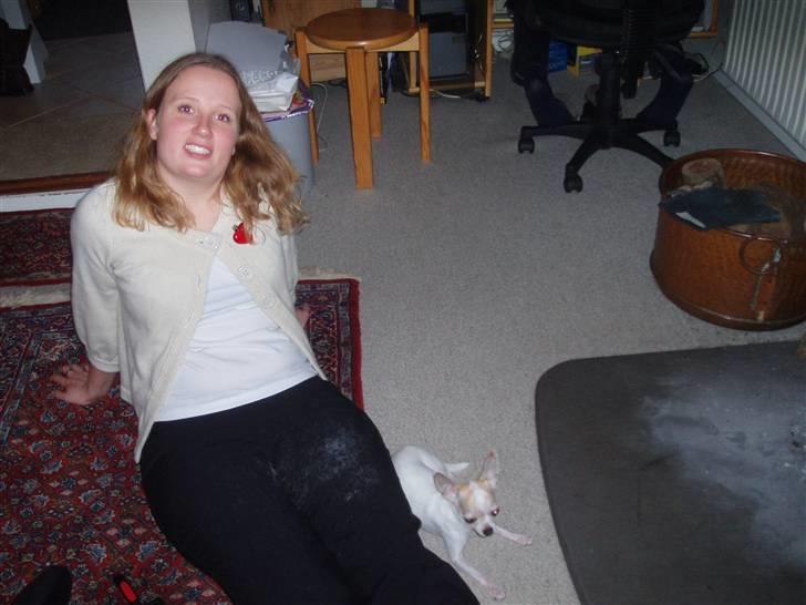 Chihuahua Tigo - Fælder jeg??? billede 16