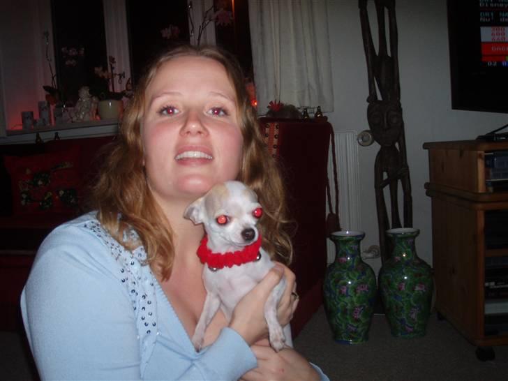 Chihuahua Tigo - Jeg vil hellere lege med halsbåndet end have det på. billede 17