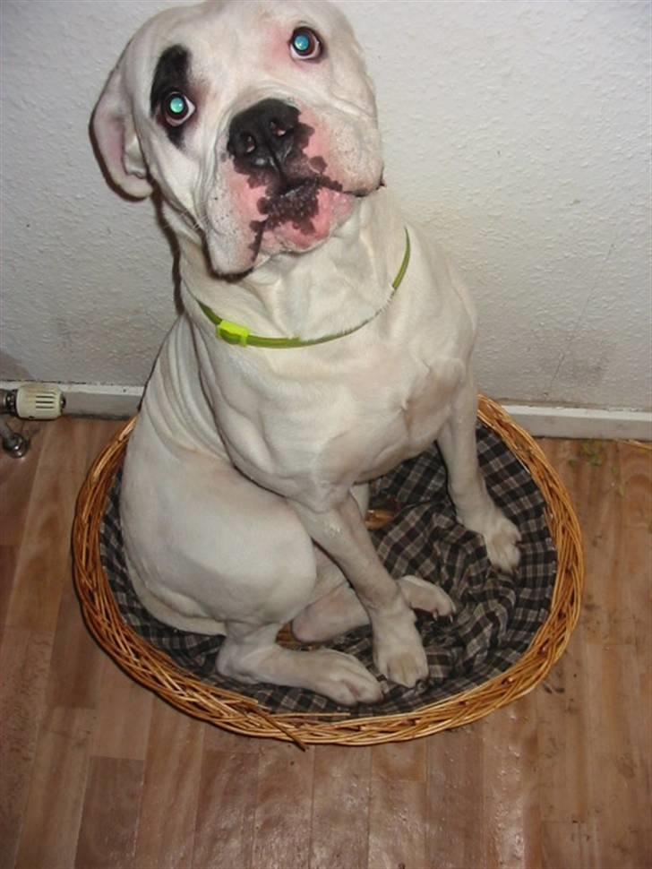 Amerikansk bulldog Thor - Har jeg vokset eller er det sengen, der har skrumpet? billede 5