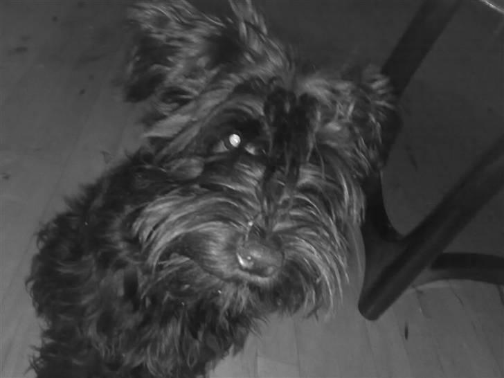 Dvaergschnauzer Albert  - 5 mdr. gammel billede 1