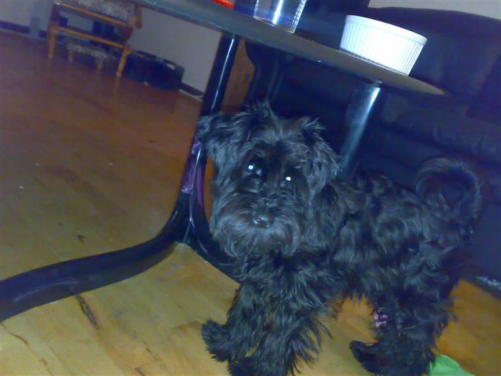 Dvaergschnauzer Albert  - Trænger til at blive trimmet billede 2