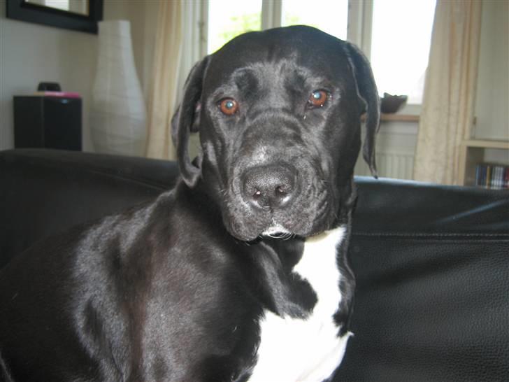 Blanding af racer Ronja - Hmm.. så sneg hun sig alligevel op i sofaen. Den bisse. He he billede 2