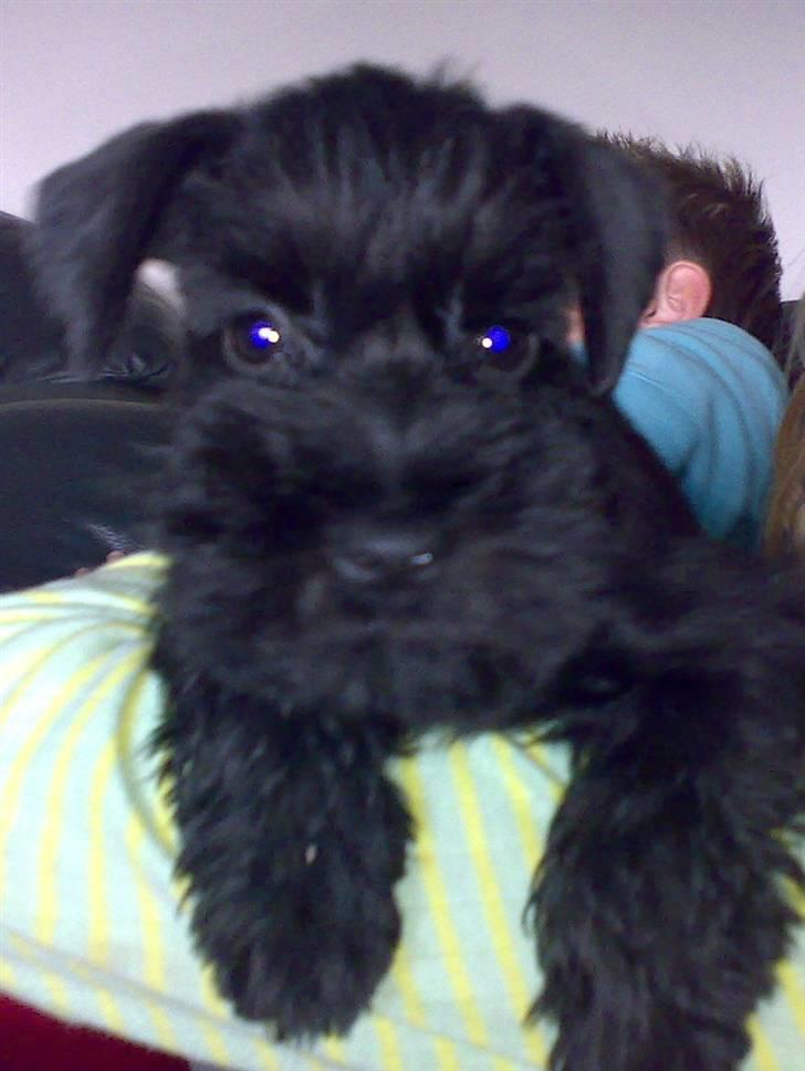 Dvaergschnauzer Albert  - 8 uger lige kommet hjem til min nye familie billede 3