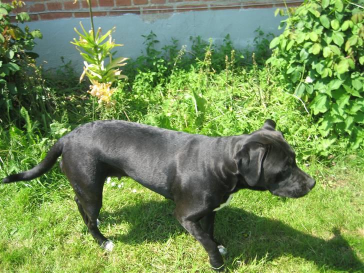 Blanding af racer Ronja - Så er hun en tur i haven. :-) billede 3