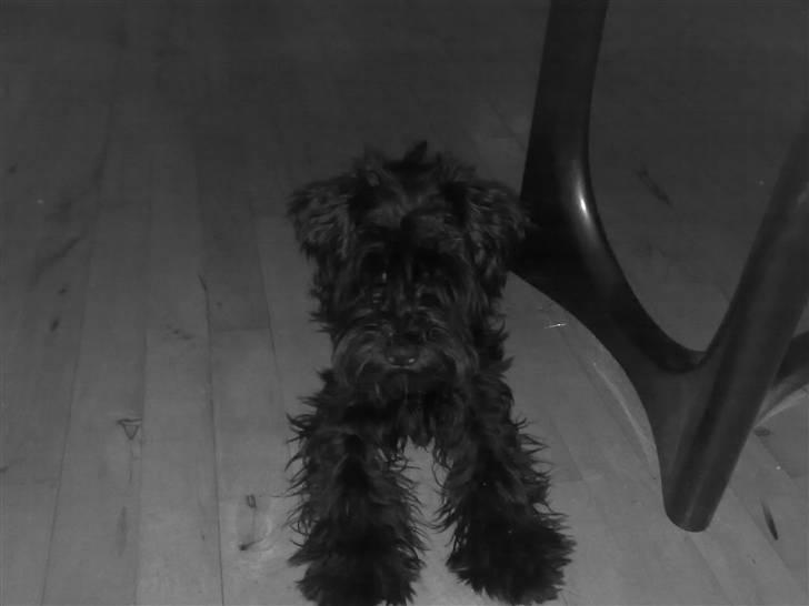 Dvaergschnauzer Albert  billede 4