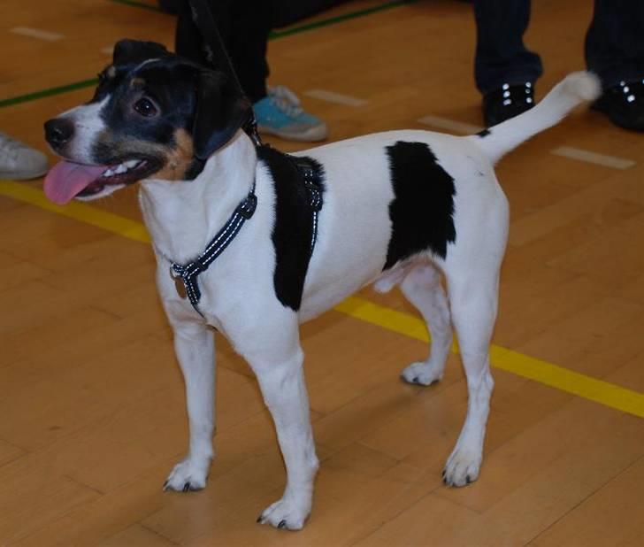 Dansk svensk gaardhund Corvette-Big-Mag - Min søsters ejer har taget det foto af mig , fint ikk´ billede 1
