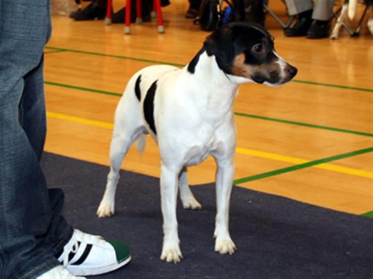 Dansk svensk gaardhund Corvette-Big-Mag - Her er jeg i ringen til udstilling billede 2