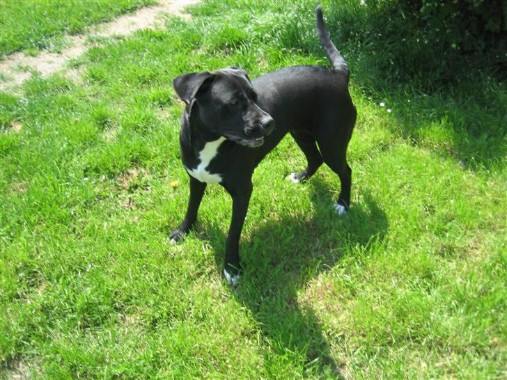 Blanding af racer Ronja - I haven igen billede 4