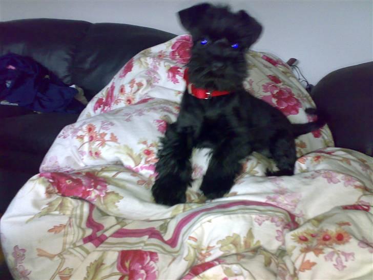 Dvaergschnauzer Albert  - ca 2 mdr. gammel billede 5